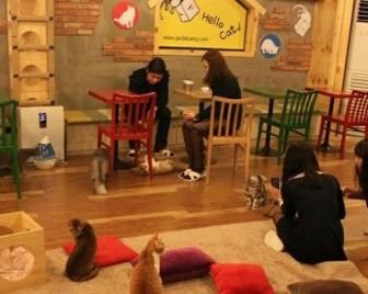 В Москве откроется первое «котокафе»